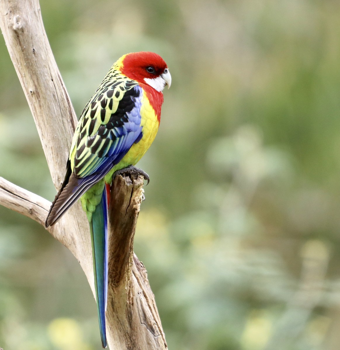 Eastern Rosella - ML173911411