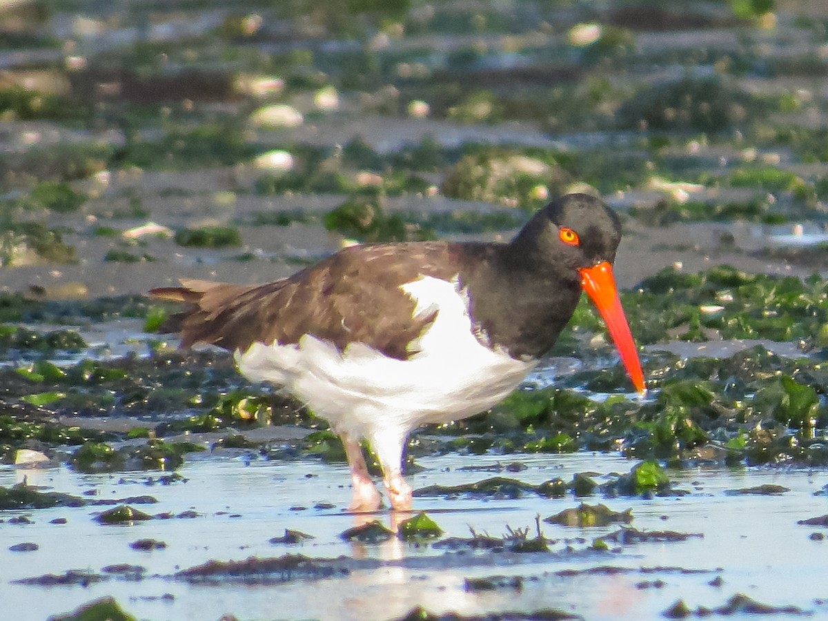 American Oystercatcher - ML173911821