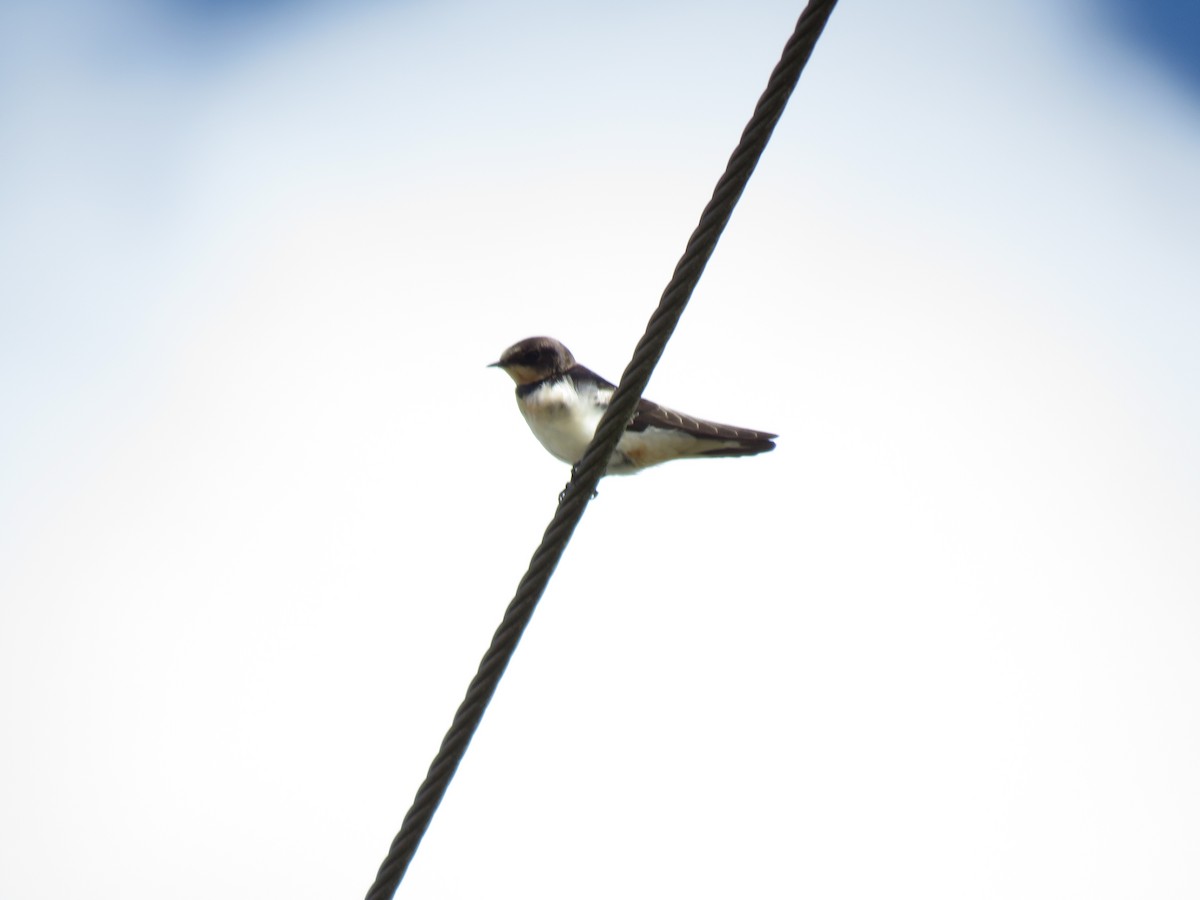 Barn Swallow - ML173912291