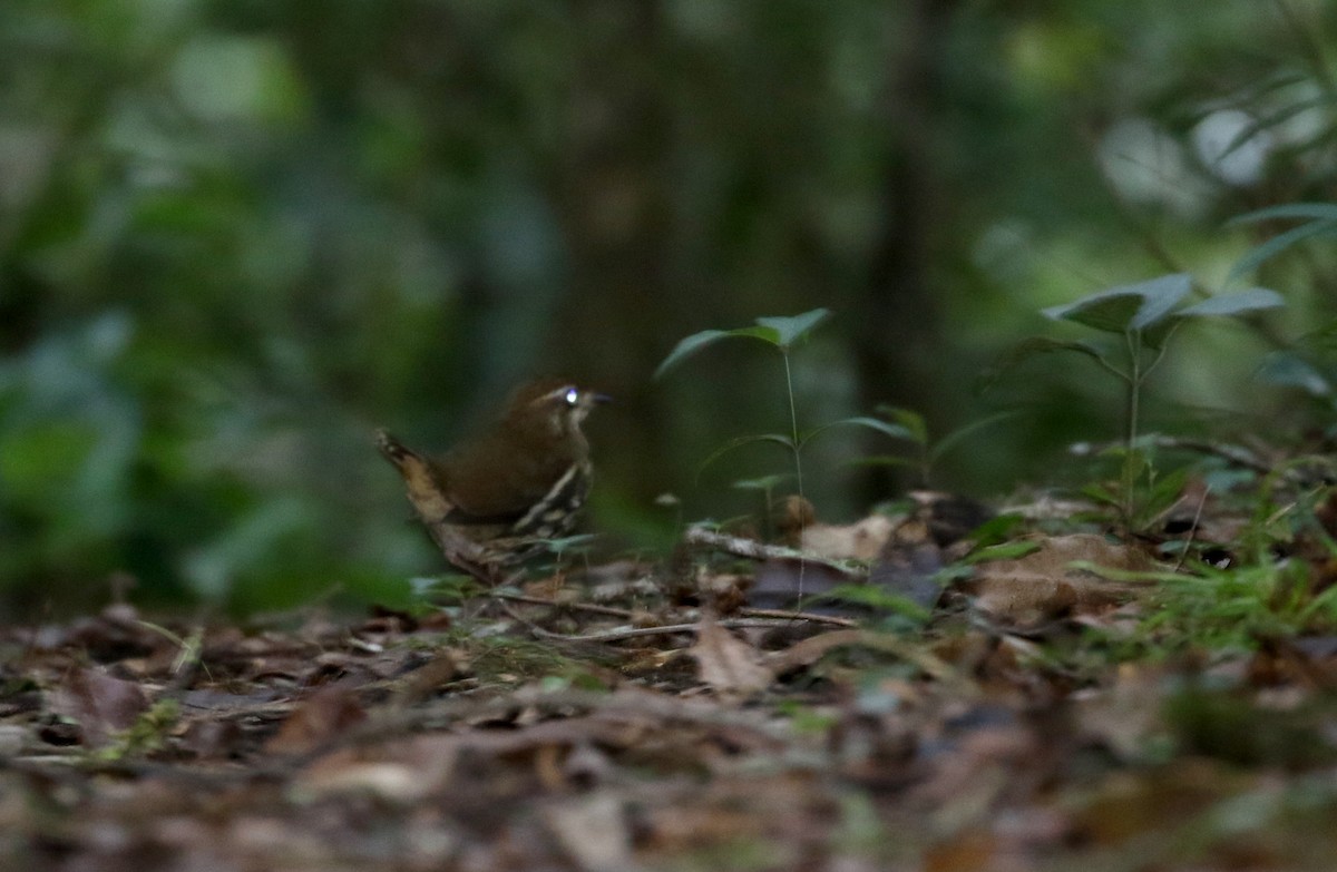 Short-tailed Antthrush - ML173914471