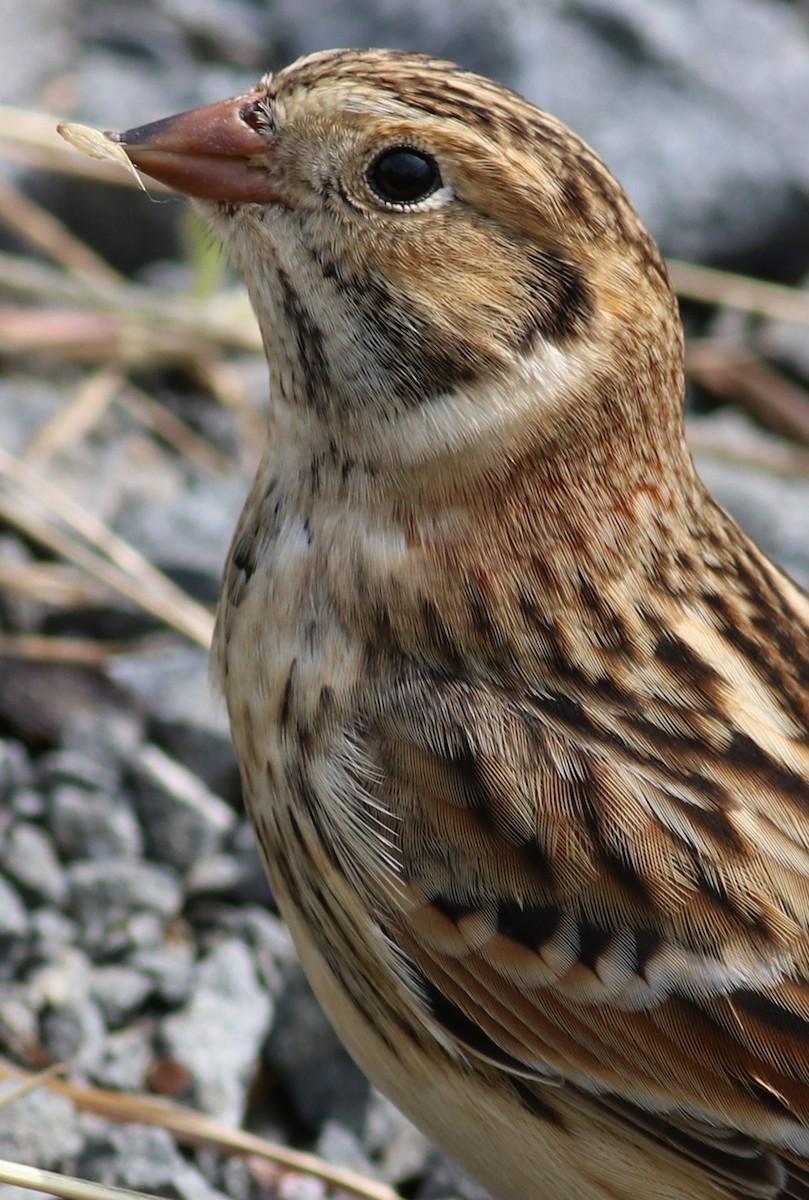 Lapland Longspur - shining path