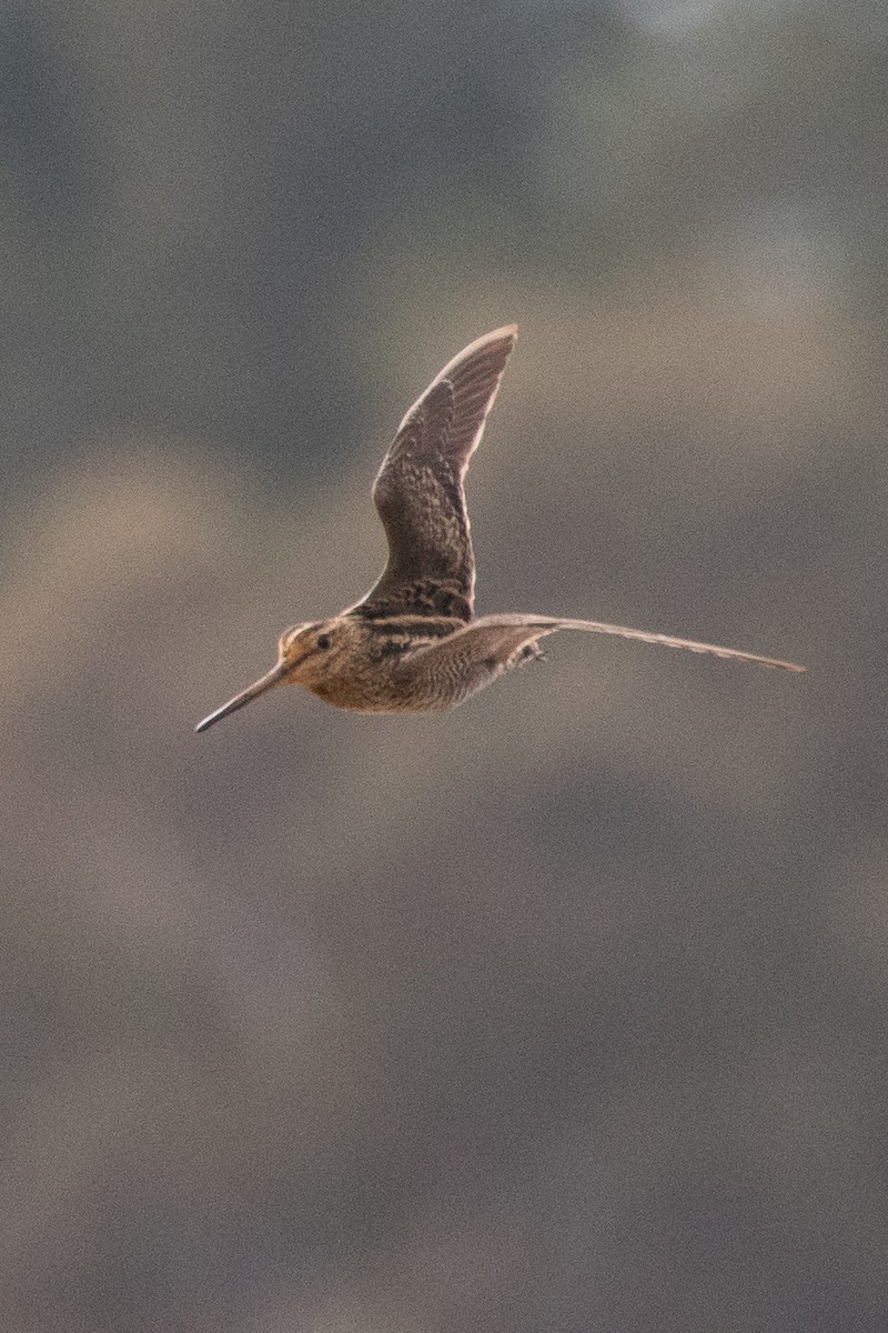 Latham's Snipe - ML173915511