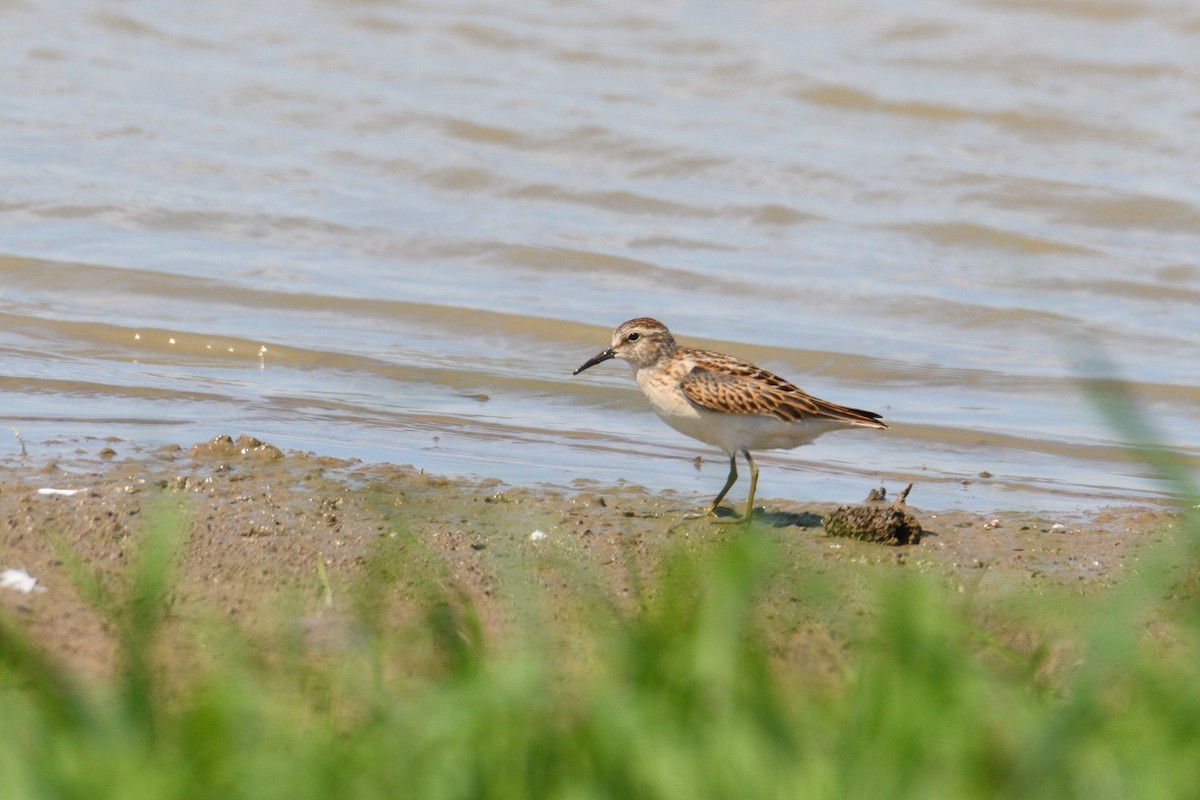 Least Sandpiper - Vern Wilkins 🦉