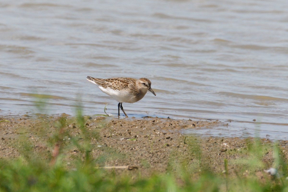 Semipalmated Sandpiper - Vern Wilkins 🦉