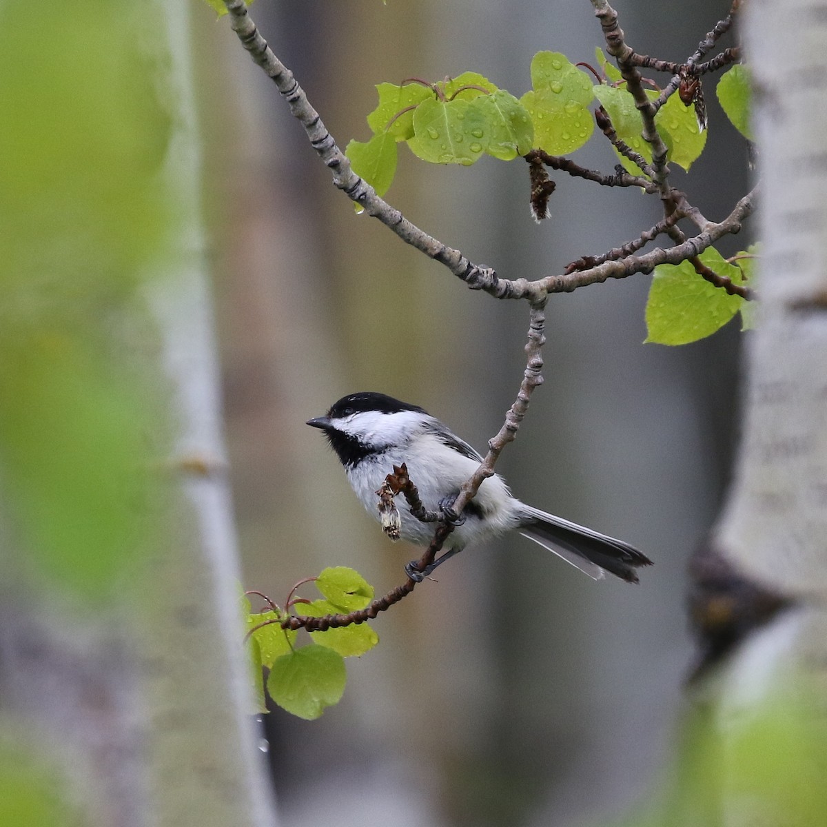 Black-capped Chickadee - ML173918111