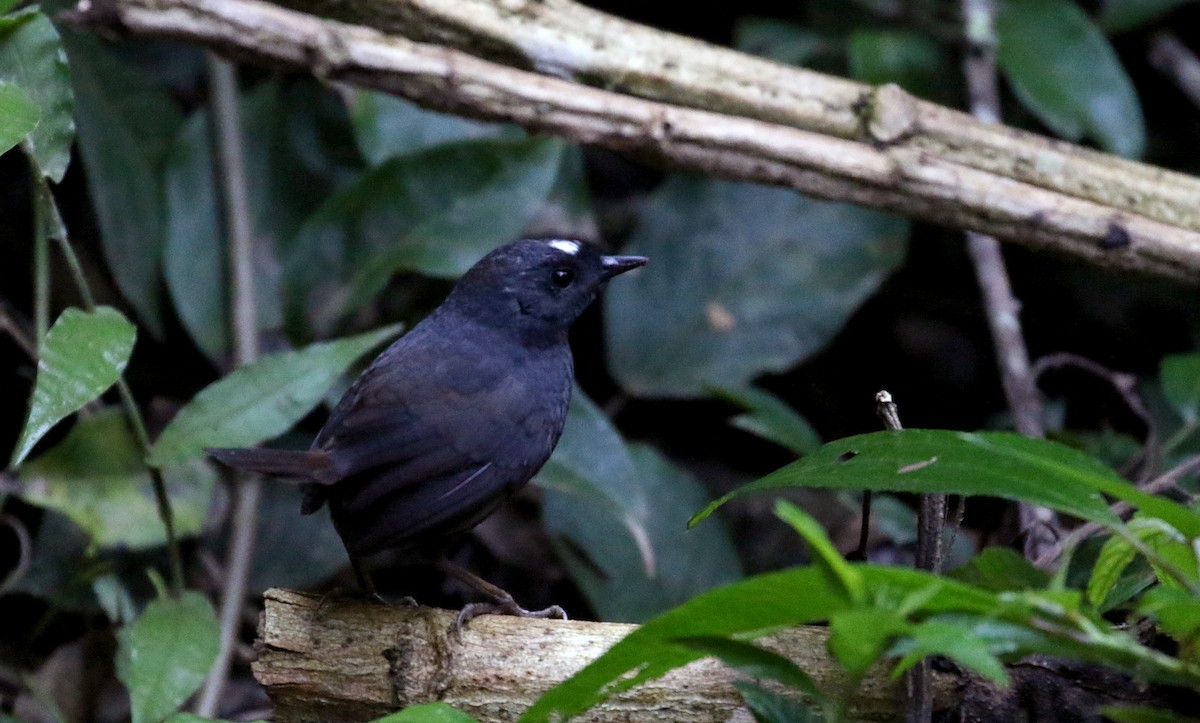 Bolivian Tapaculo - Jay McGowan