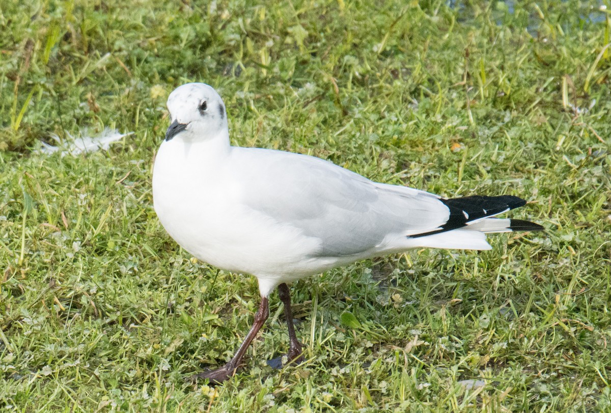 Andean Gull - ML173919481