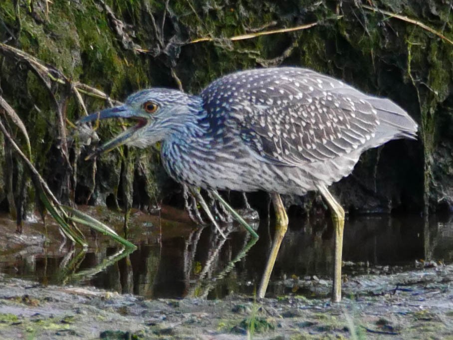 Yellow-crowned Night Heron - Natalie Barkhouse-Bishop