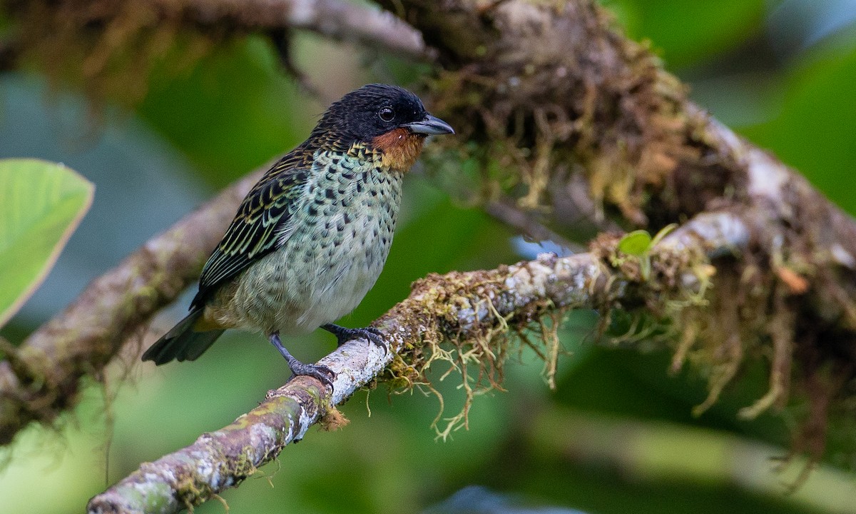Rufous-throated Tanager - ML173919941