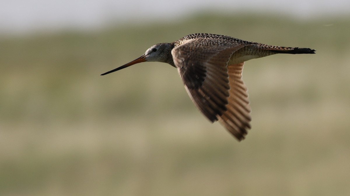 Marbled Godwit - Dean LaTray