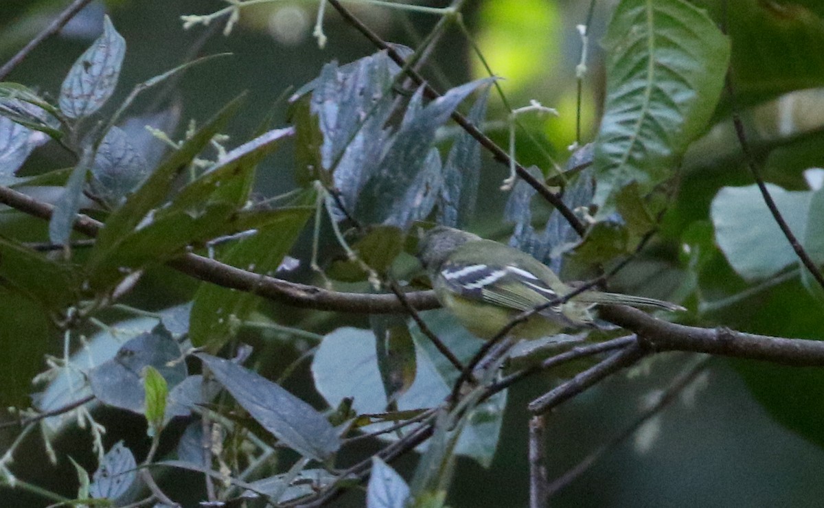 Sclater's Tyrannulet - ML173923641