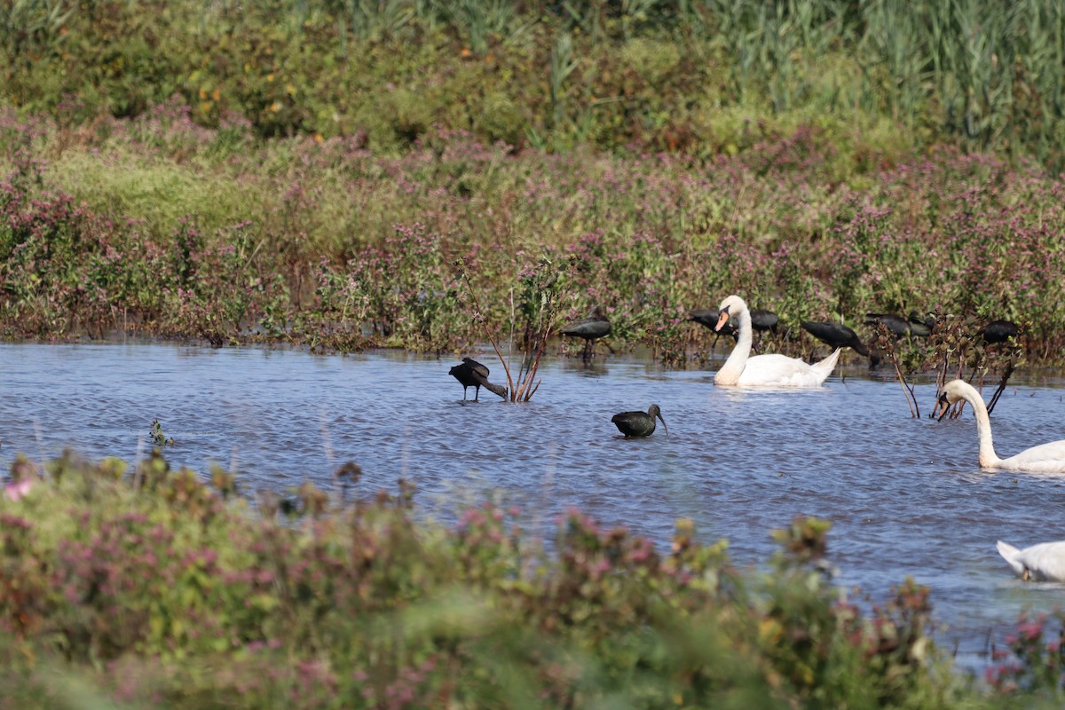 Glossy Ibis - ML173923721