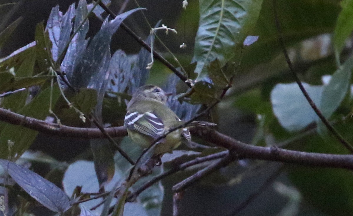 Sclater's Tyrannulet - ML173923741