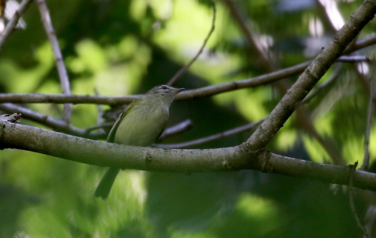 Sclater's Tyrannulet - ML173924871