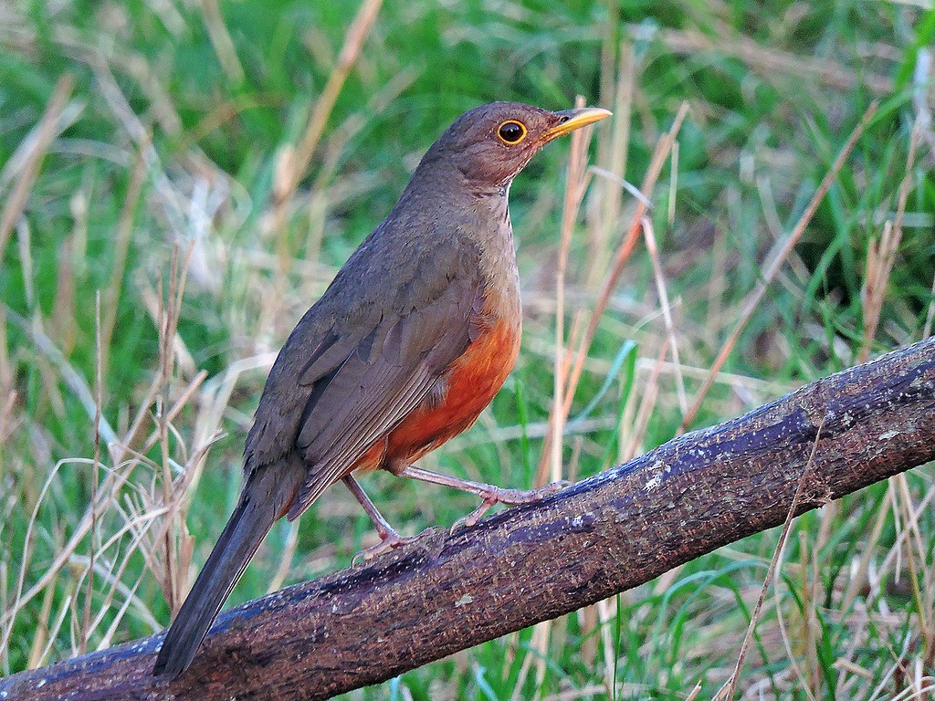 Rufous-bellied Thrush - ML173927561