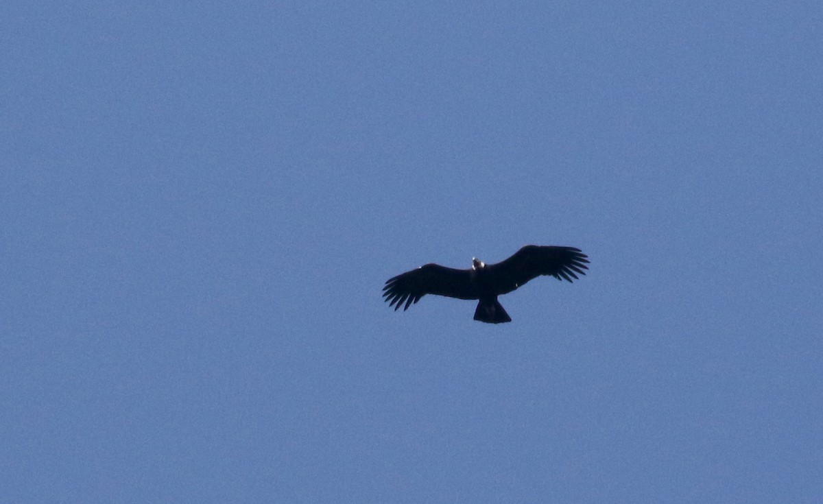 Condor des Andes - ML173927591