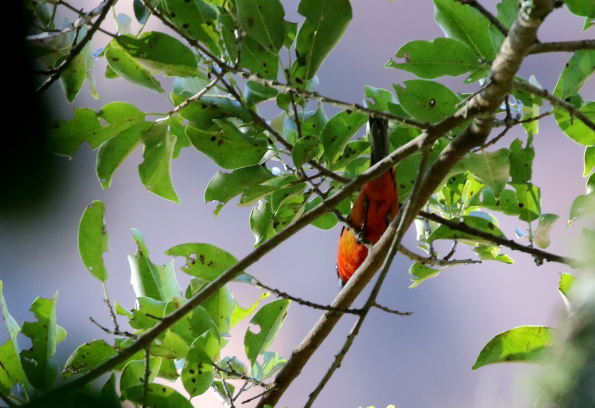 White-winged Tanager - ML173927691