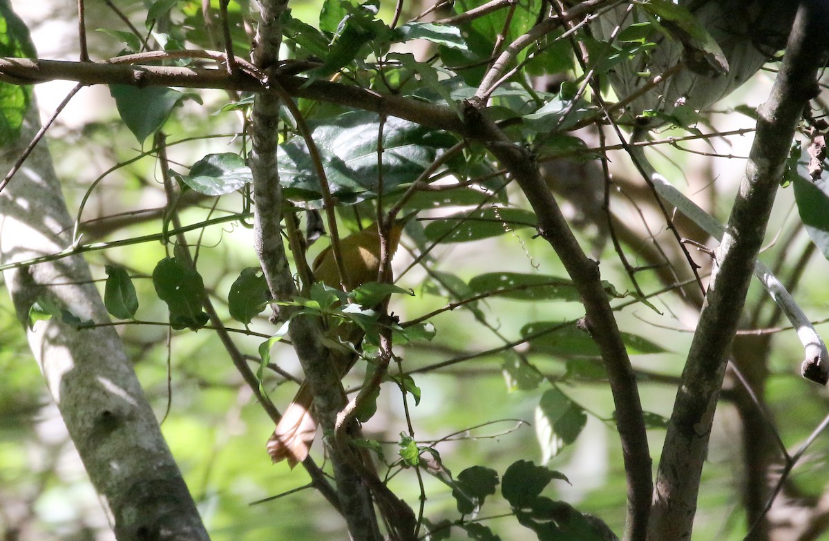 Buff-fronted Foliage-gleaner - ML173928241