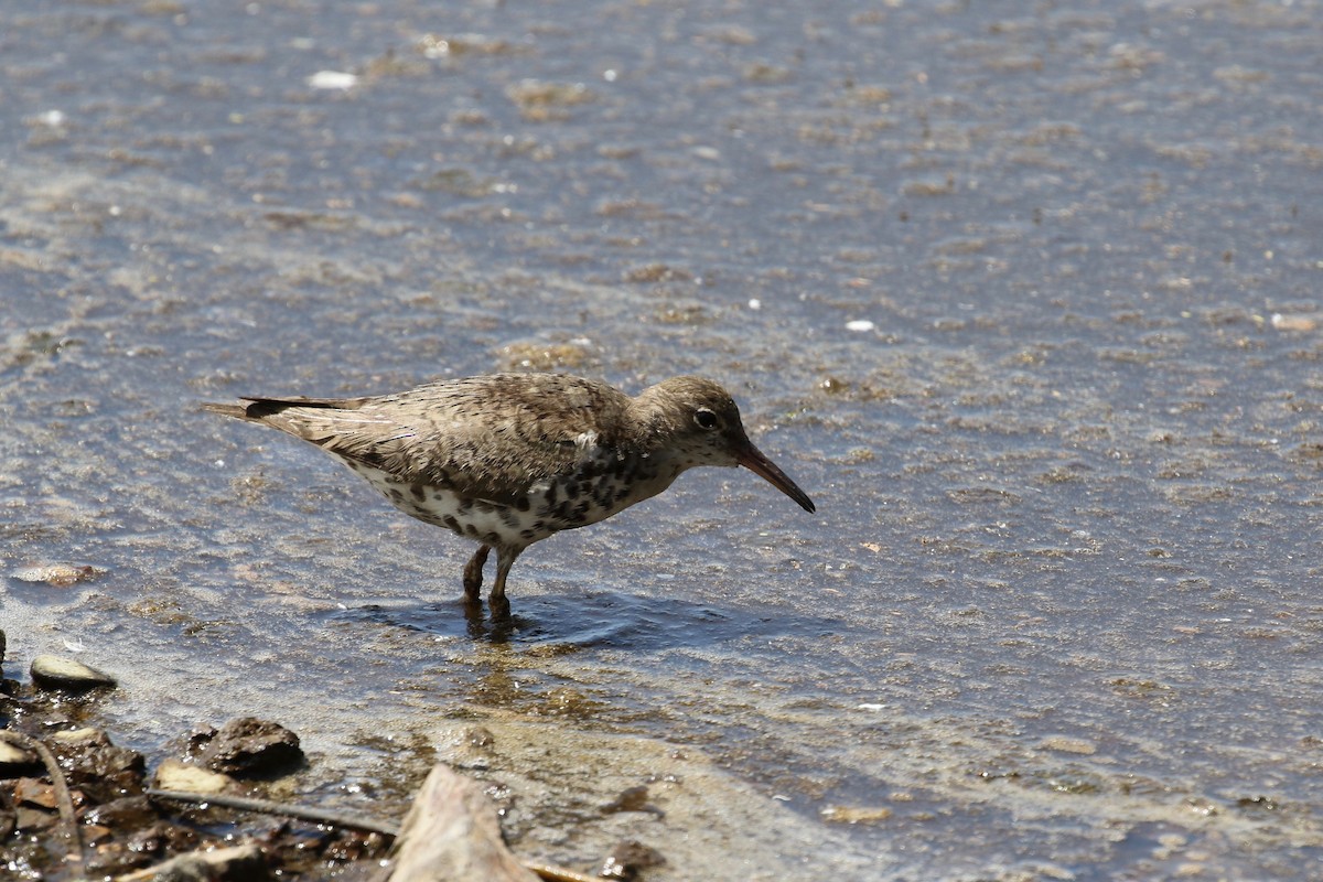 Spotted Sandpiper - John van Dort