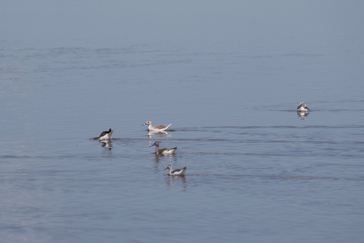 Wilson's Phalarope - John van Dort