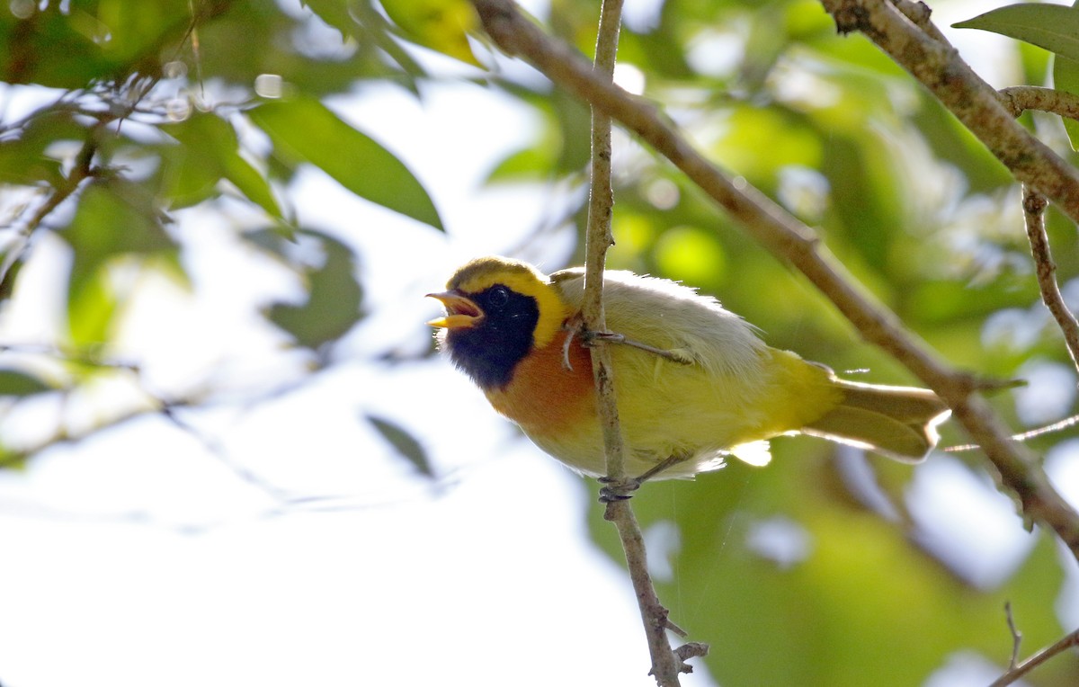 Guira Tanager - ML173929321