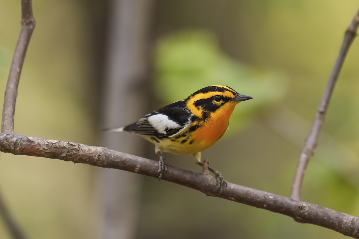 Blackburnian Warbler - ML173929761