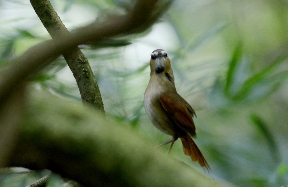 Ochre-cheeked Spinetail - ML173929841