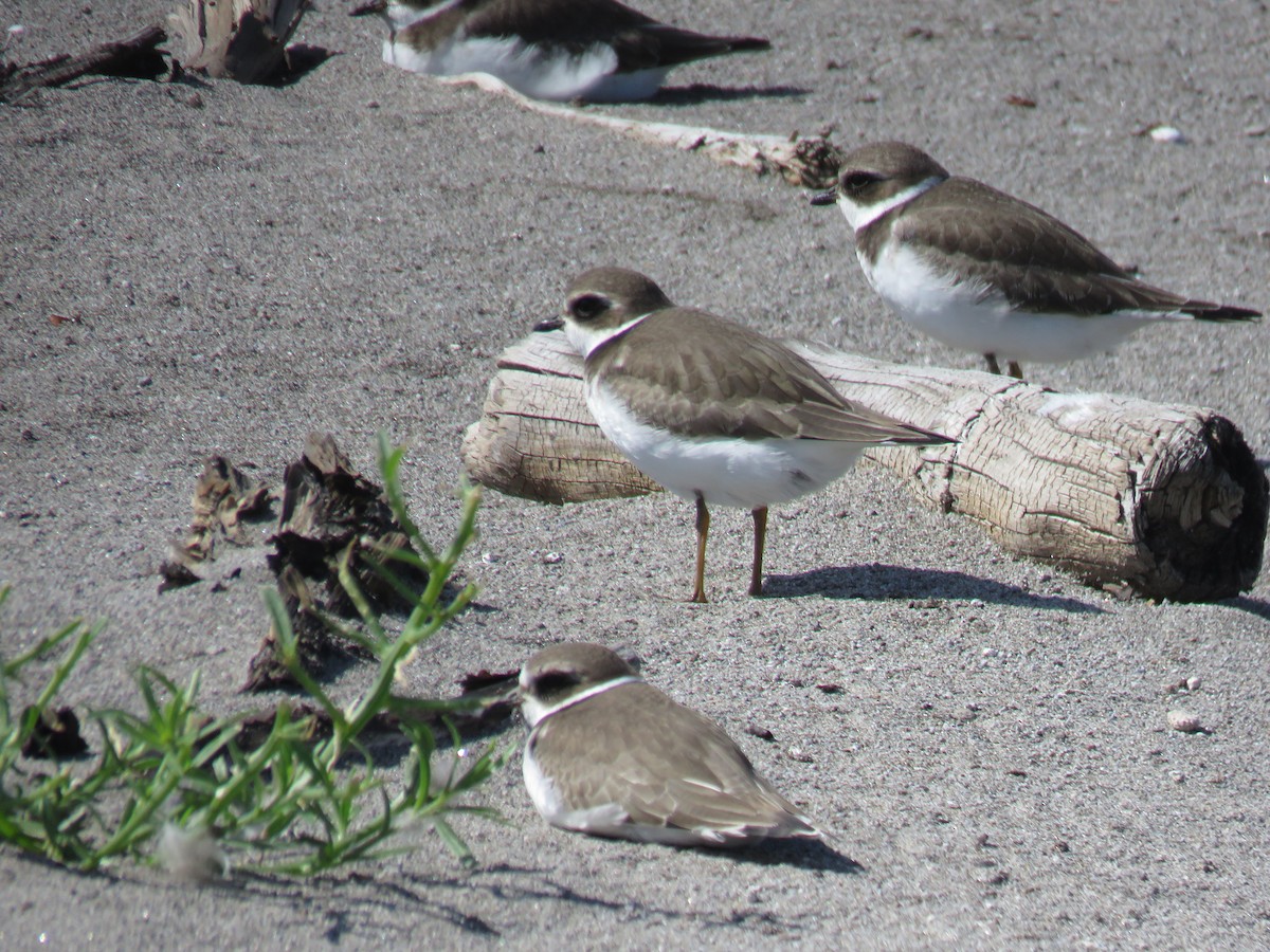 Semipalmated Plover - ML173929961