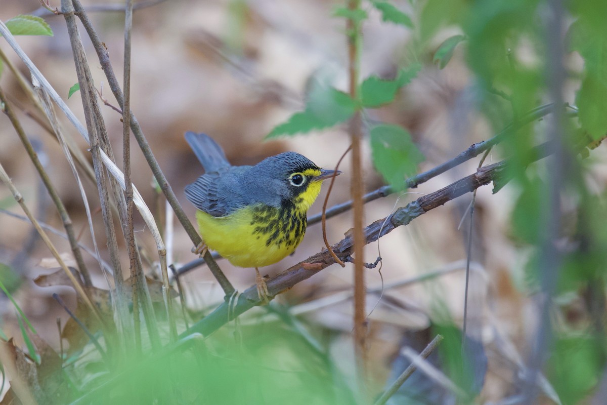 Canada Warbler - ML173930291