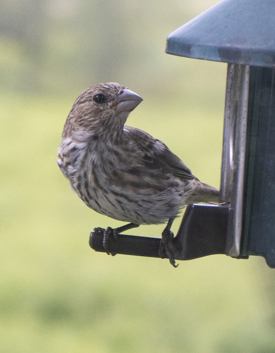 House Finch - ML173930591