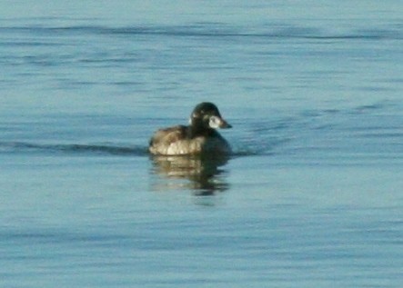 Surf Scoter - ML173930911