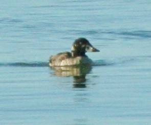 Surf Scoter - ML173931341