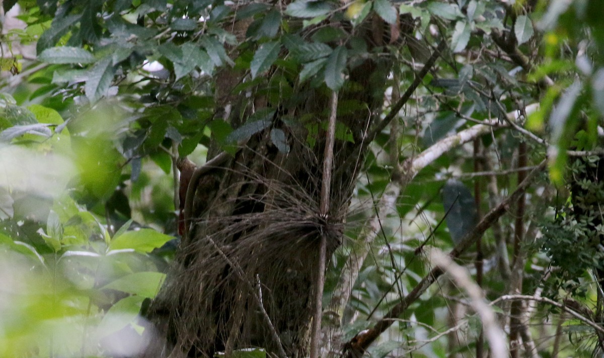 Ocellated Woodcreeper (Tschudi's) - ML173931811