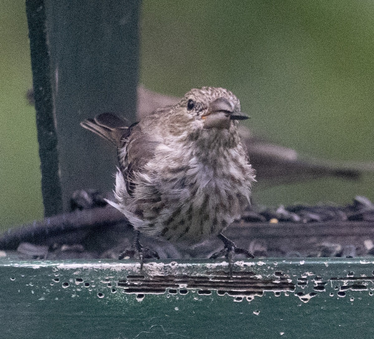 House Finch - Amy Swarr