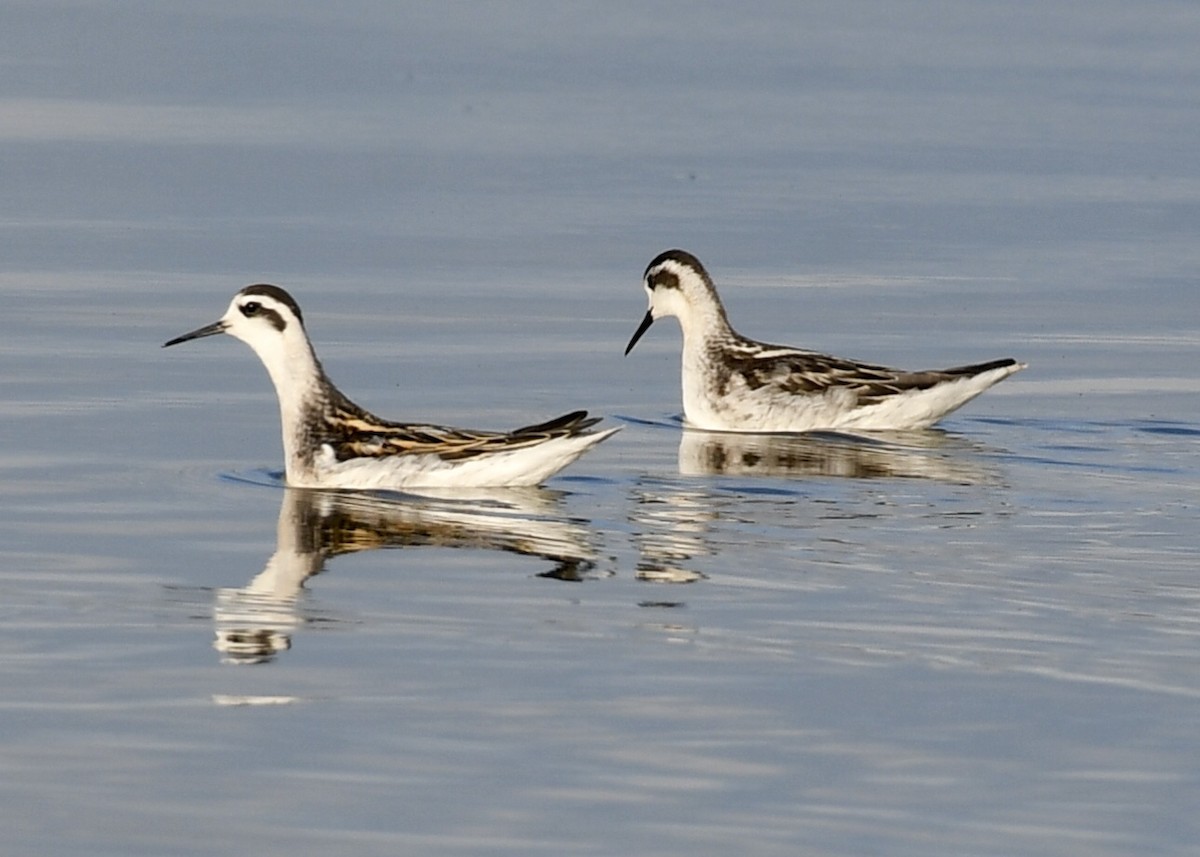 Red-necked Phalarope - ML173932191