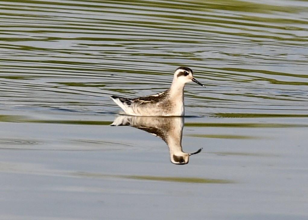 Phalarope à bec étroit - ML173932201