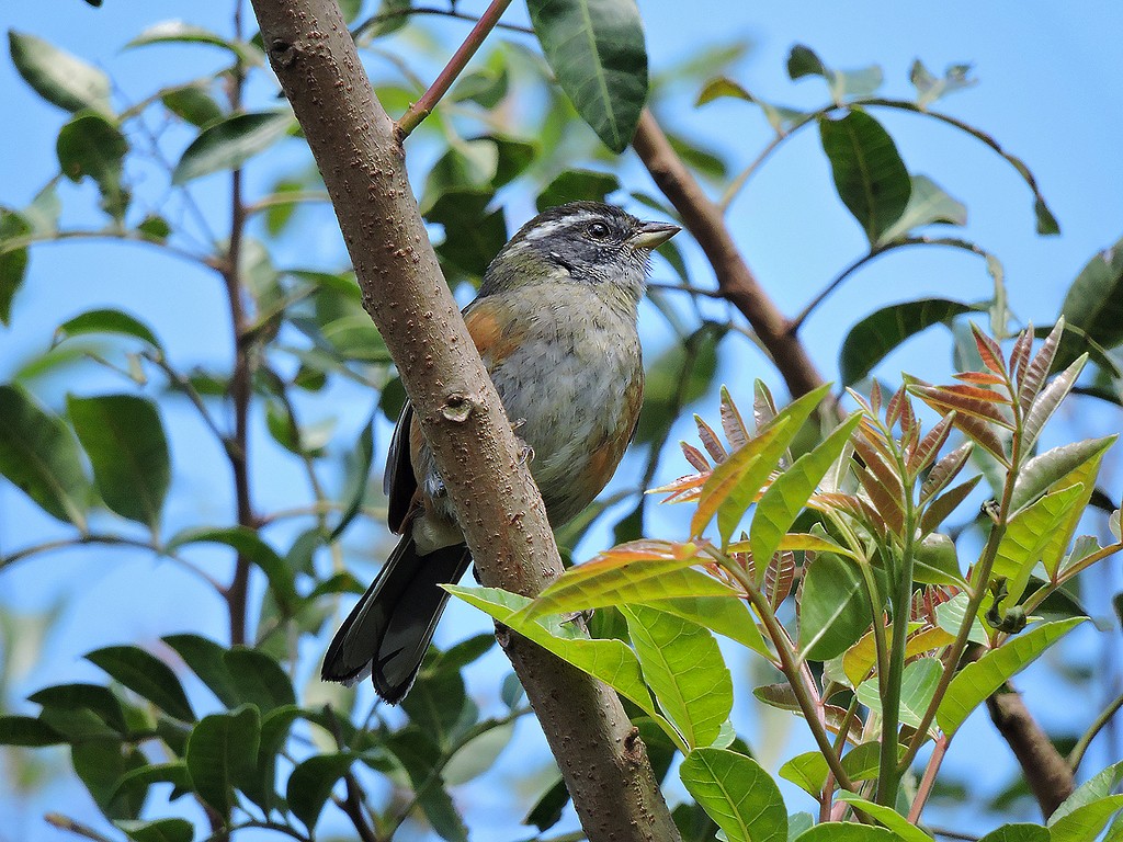 Gray-throated Warbling Finch - ML173932481