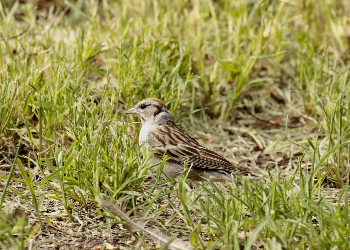 Chipping Sparrow - ML173932521