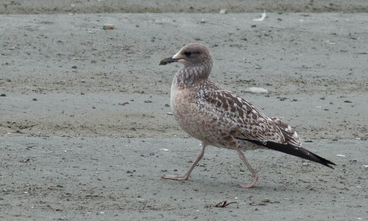 California Gull - ML173932731