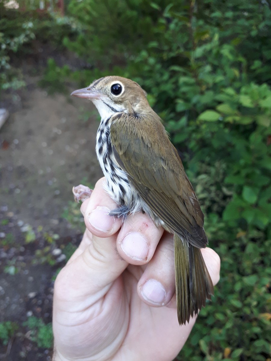 Ovenbird - ML173933041