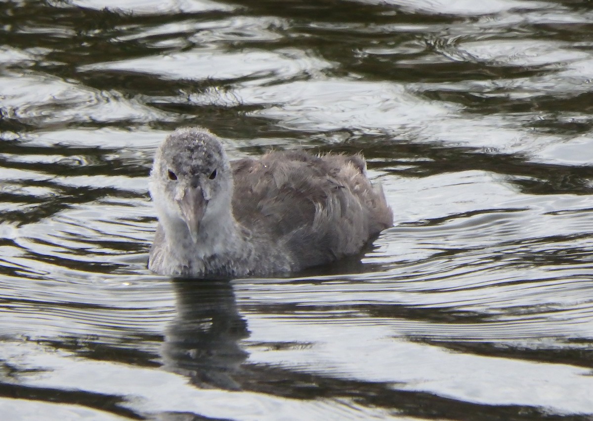 American Coot - ML173934851