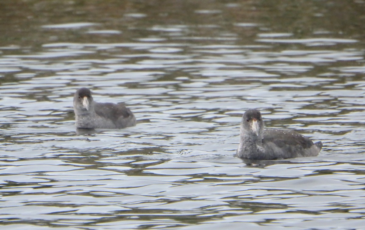 American Coot - ML173934861
