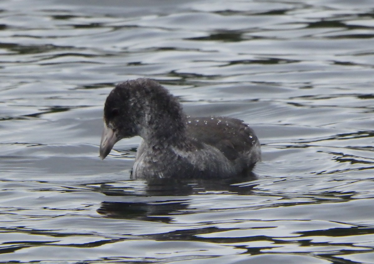 American Coot - ML173935231