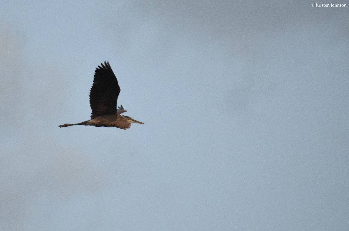 Great Blue Heron (Great Blue) - ML173935801