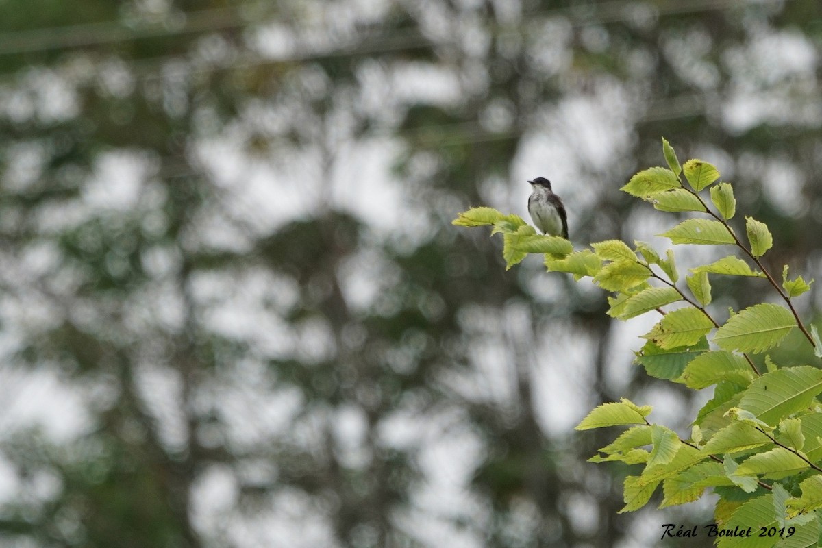 Eastern Kingbird - ML173935921