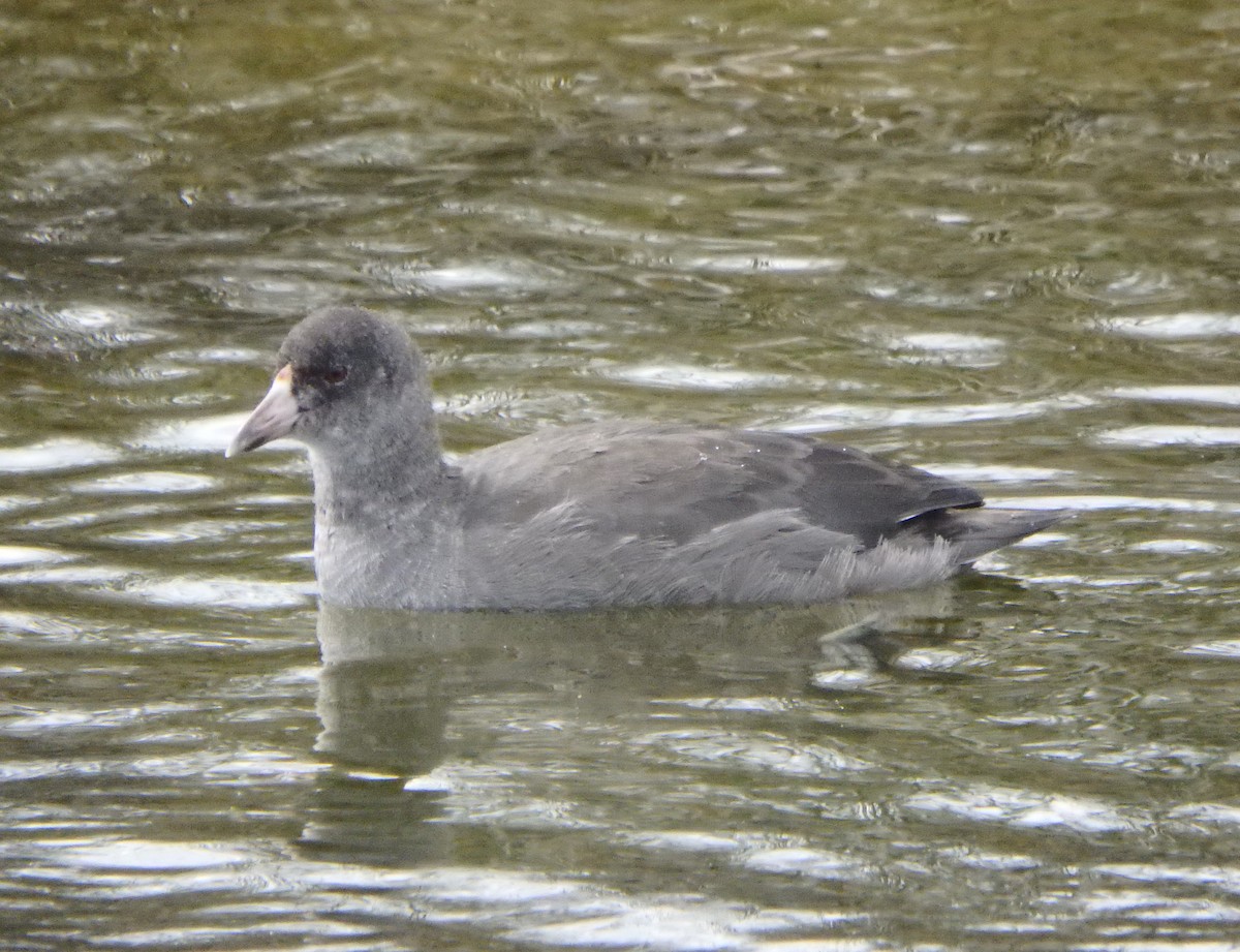 American Coot - ML173936051