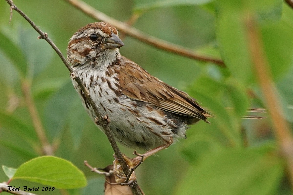 Song Sparrow - ML173936121