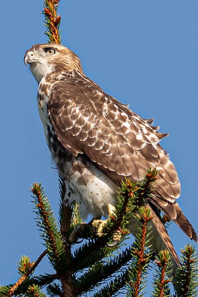 Red-tailed Hawk - Erik Pettaway