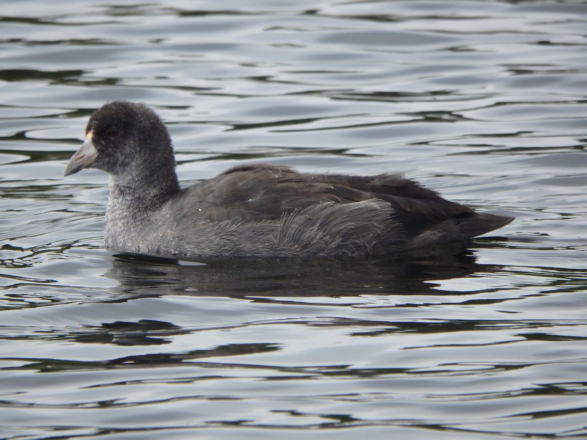 American Coot - ML173936171