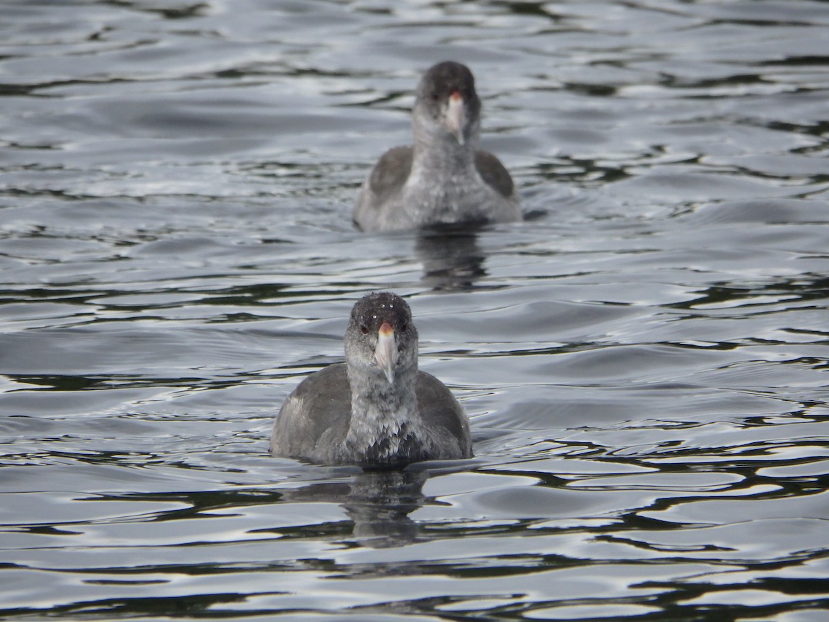 American Coot - ML173936371